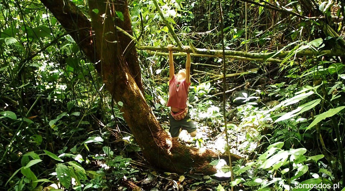 Tarzan Bukittinggi Sumatra Indonezja