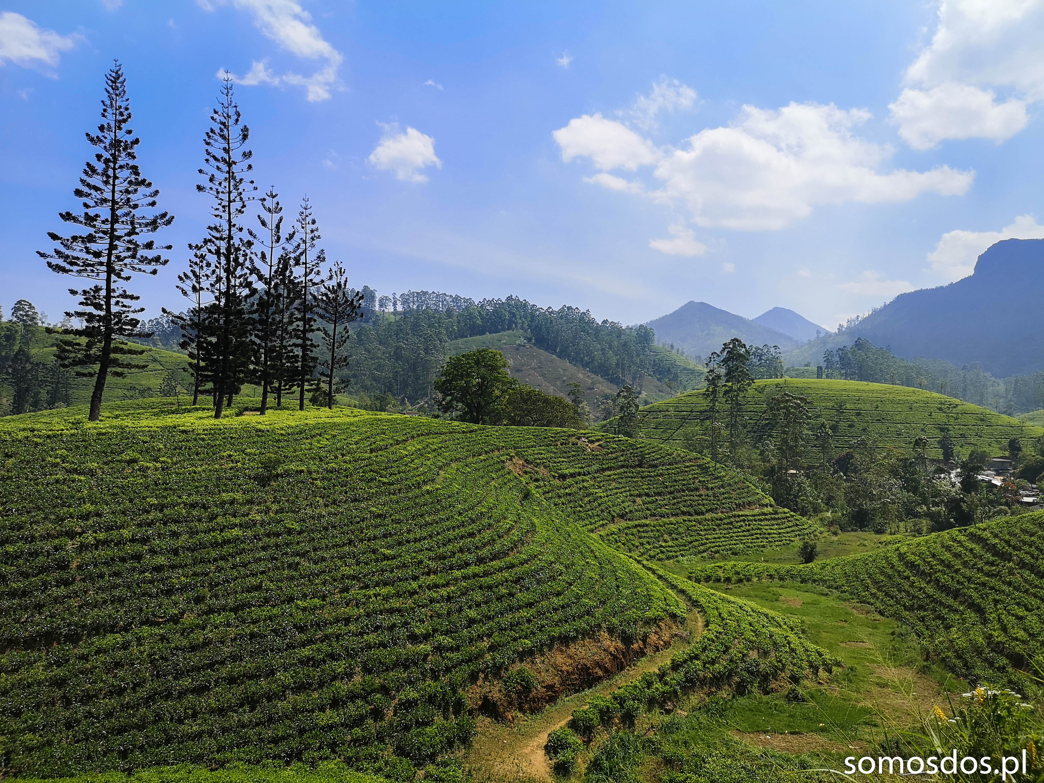 Sri Lanka herbaciane pola