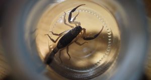 Skorpion zamieszkujący Meksyk
